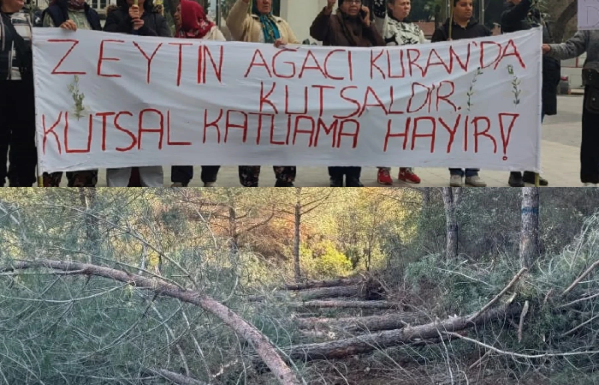Danıştay, Belevi-Tire Yolunda Ağaç Katliamını Durdurdu!