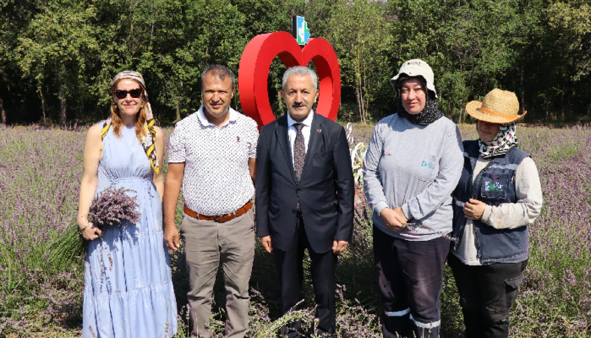 İZMİT BELEDİYESİ LAVANTA BAHÇESİ’NDE 4. HASAT