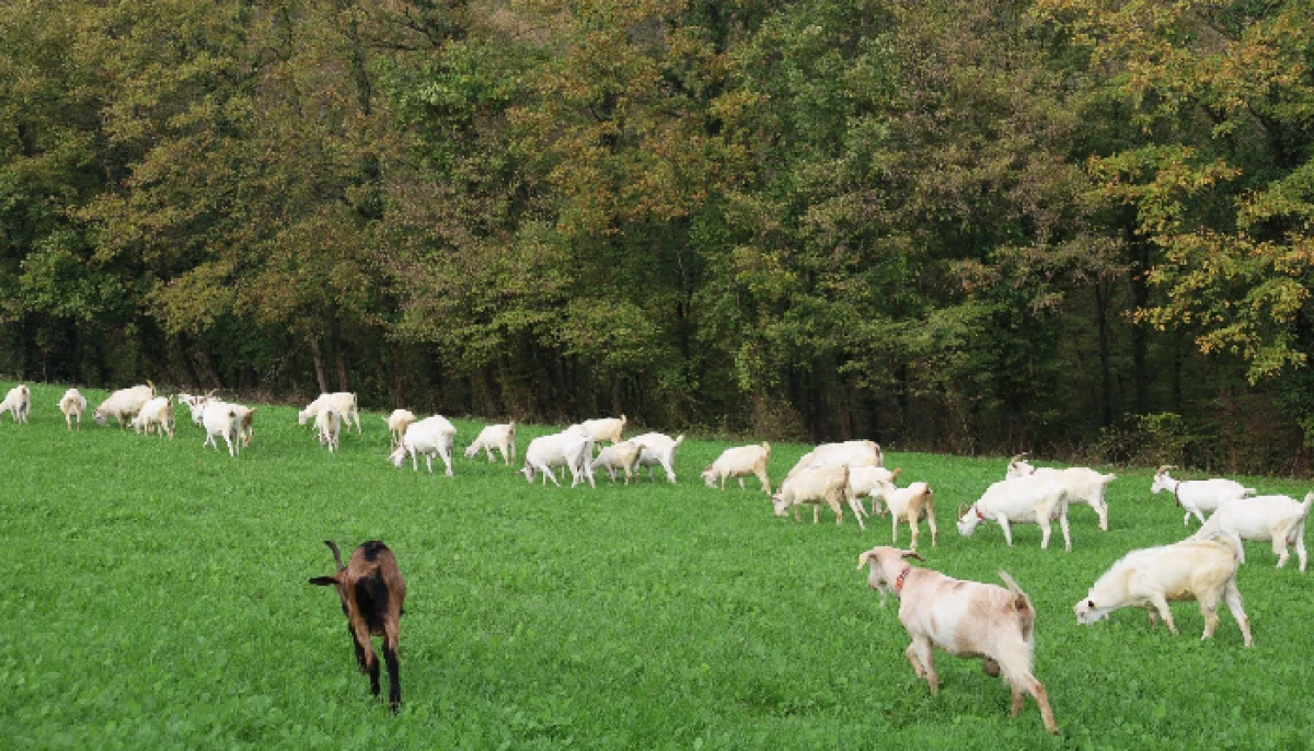 KBB'nin Süt Otu Desteği Meraları Berekete Kavuşturdu.