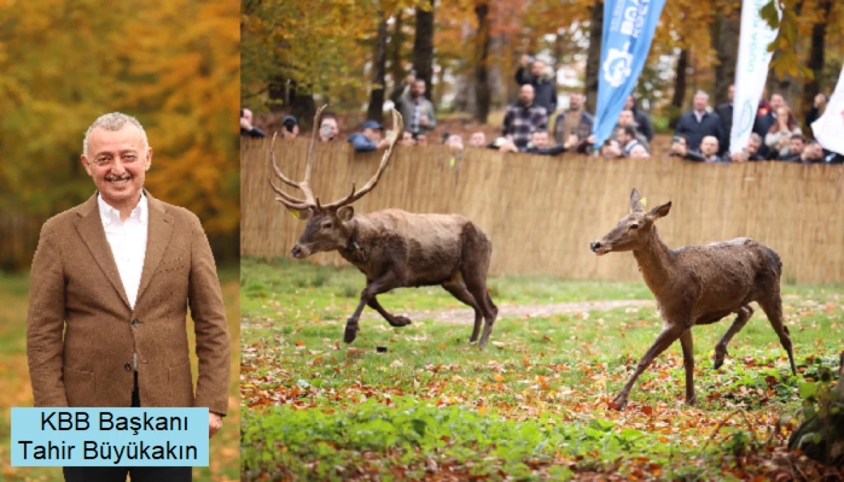Kocaeli Büyükşehir Doğaya 7 Yeni Kızıl Geyik Bıraktı.