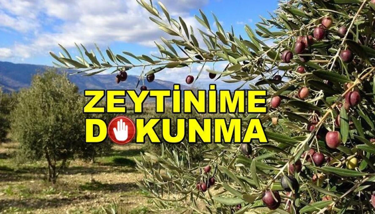 Zeytinliklerde Madencilik Düzenlemesi Tekrar Meclis'te